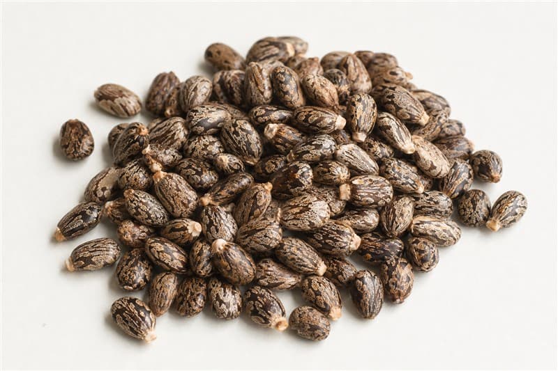 Castor Seed