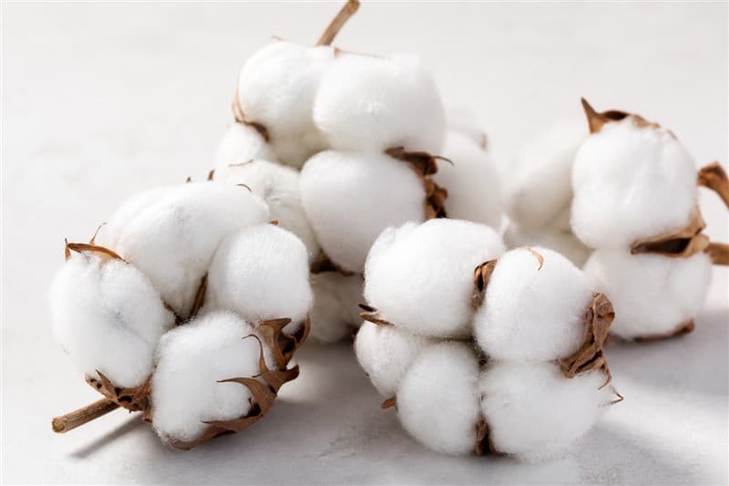 Cotton (Kapas / Lint)