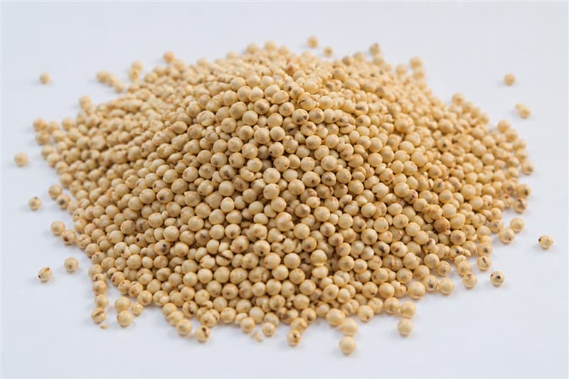 Jowar (Sorghum)