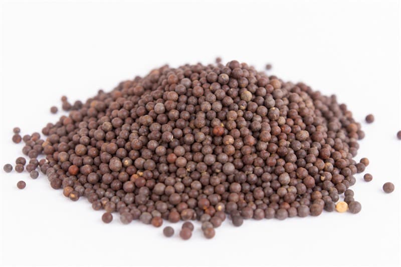 Mustard / Rapeseed
