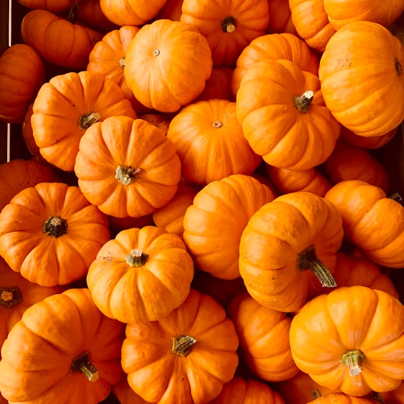Pumpkin / Kaddu
