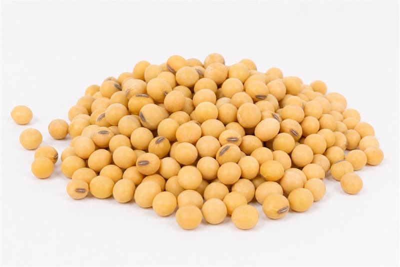 Soybean