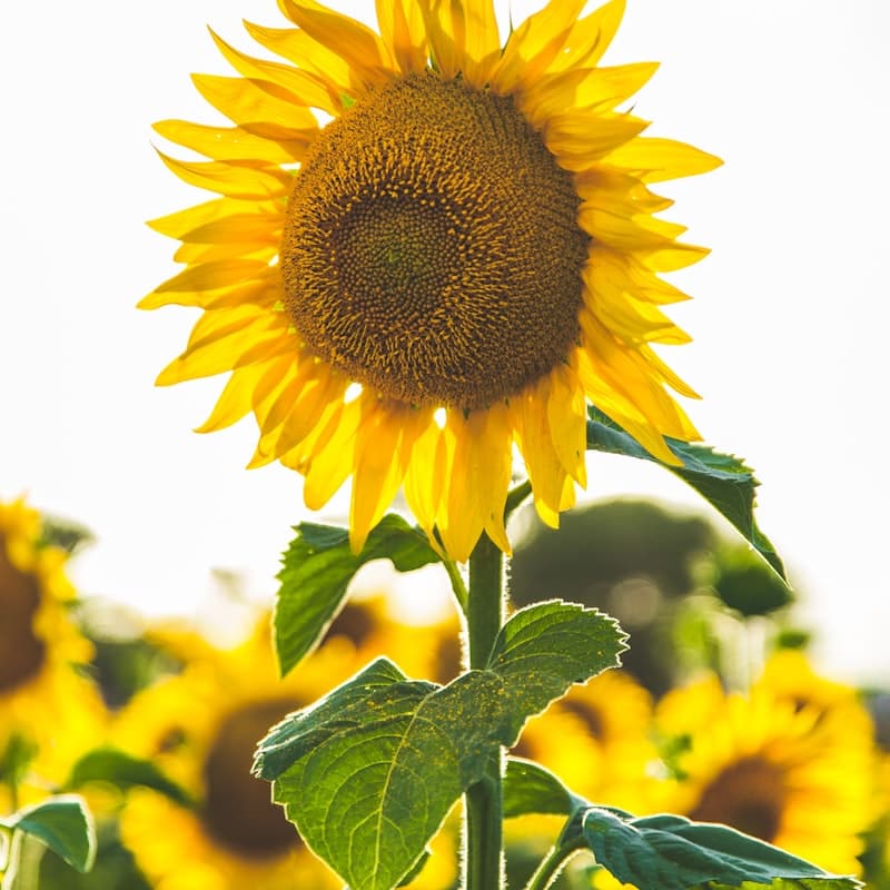 Sunflower Seed