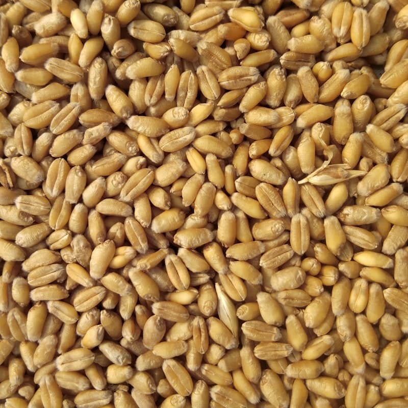 Wheat