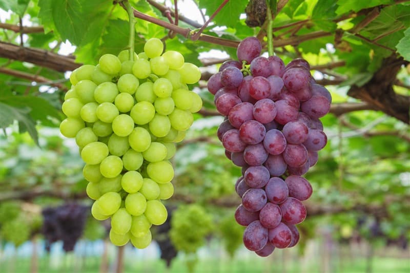Grape