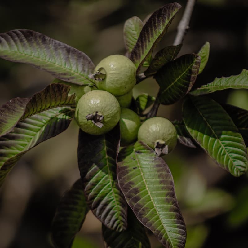 Guava