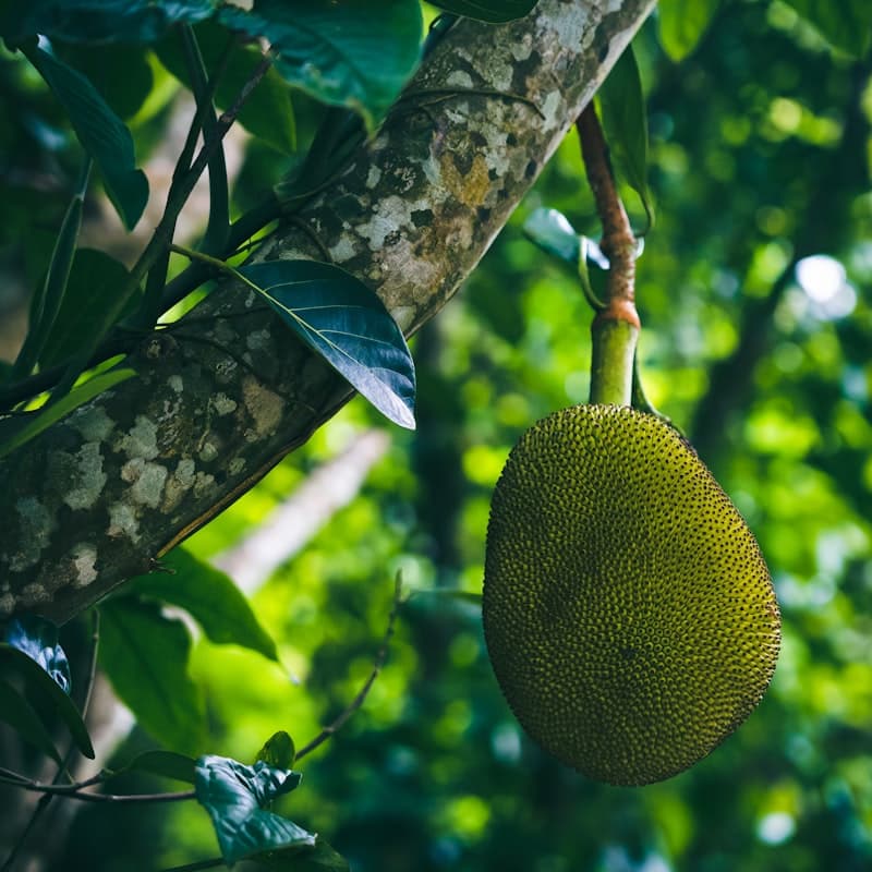 Jackfruit